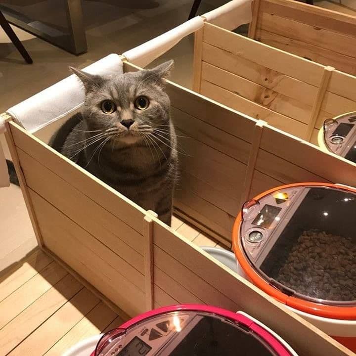 Happy Cats House image 2
