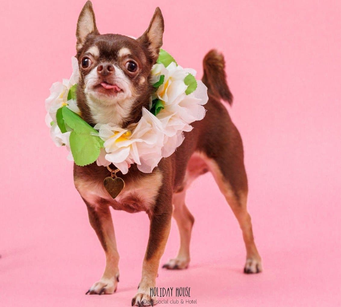 Holiday Haus Pet Social Club gallery 4