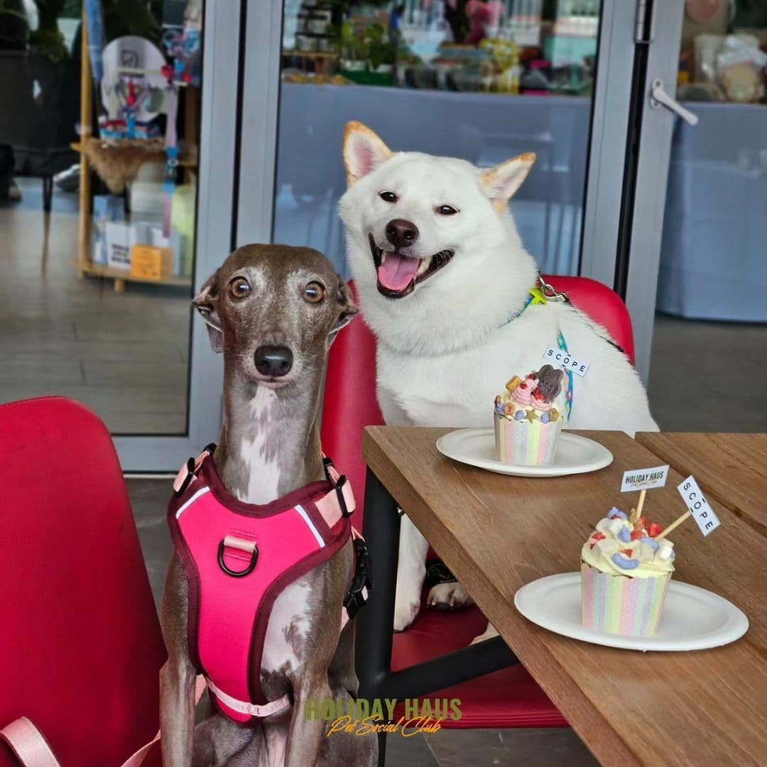 Holiday Haus Pet Social Club gallery 9