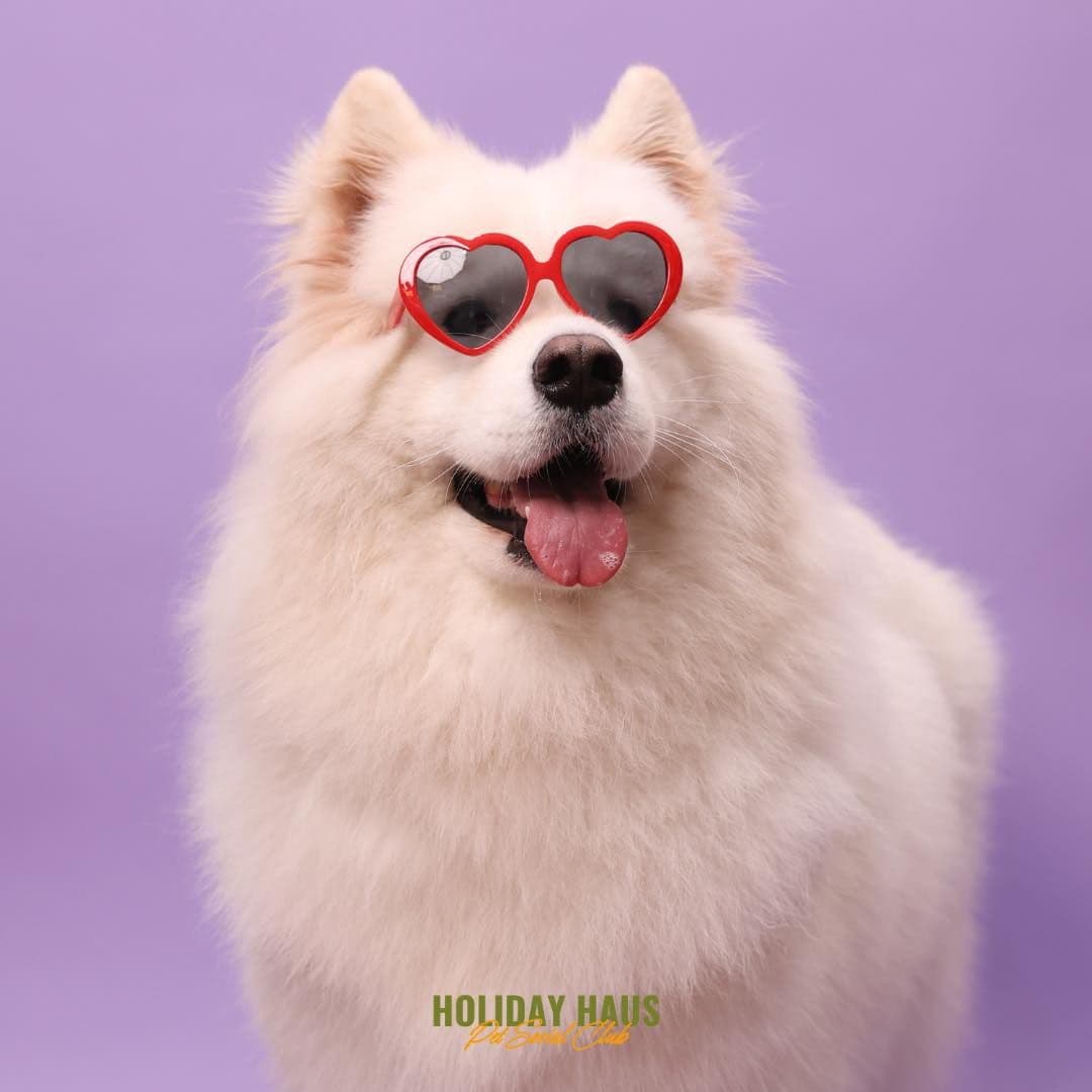 Holiday Haus Pet Social Club gallery 7