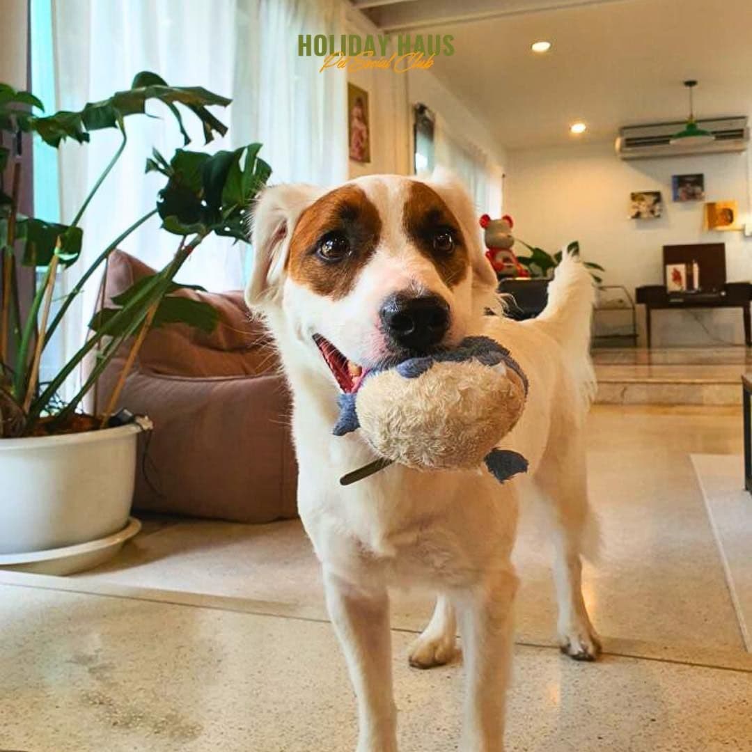 Holiday Haus Pet Social Club