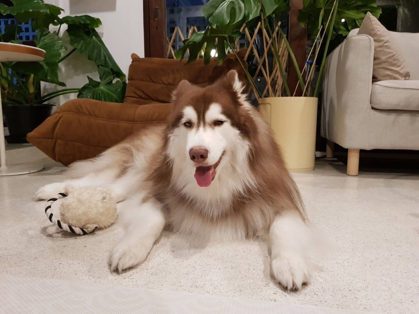 Holiday Haus Pet Social Club gallery 11