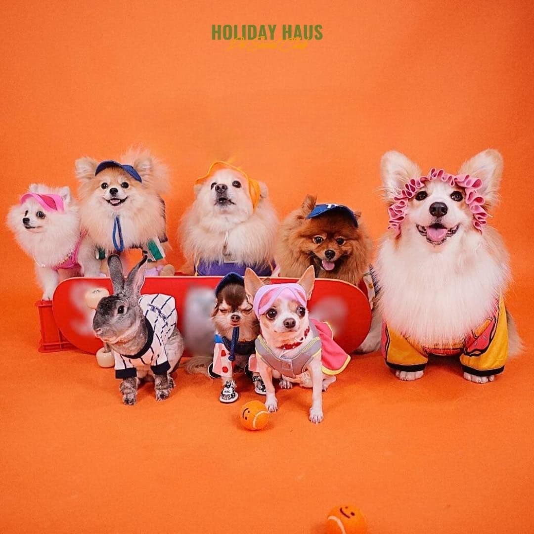 Holiday Haus Pet Social Club gallery 8