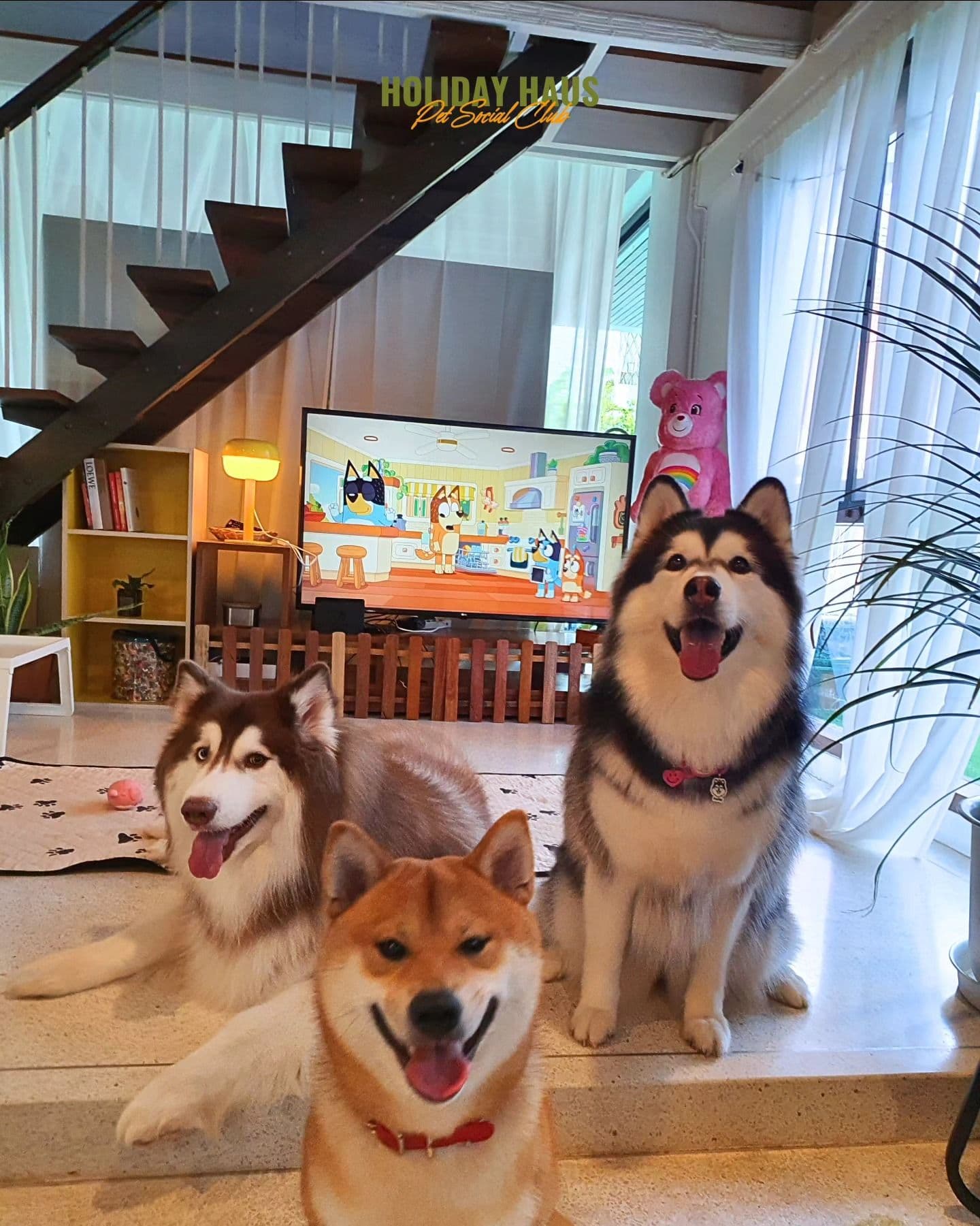 Holiday Haus Pet Social Club gallery 10