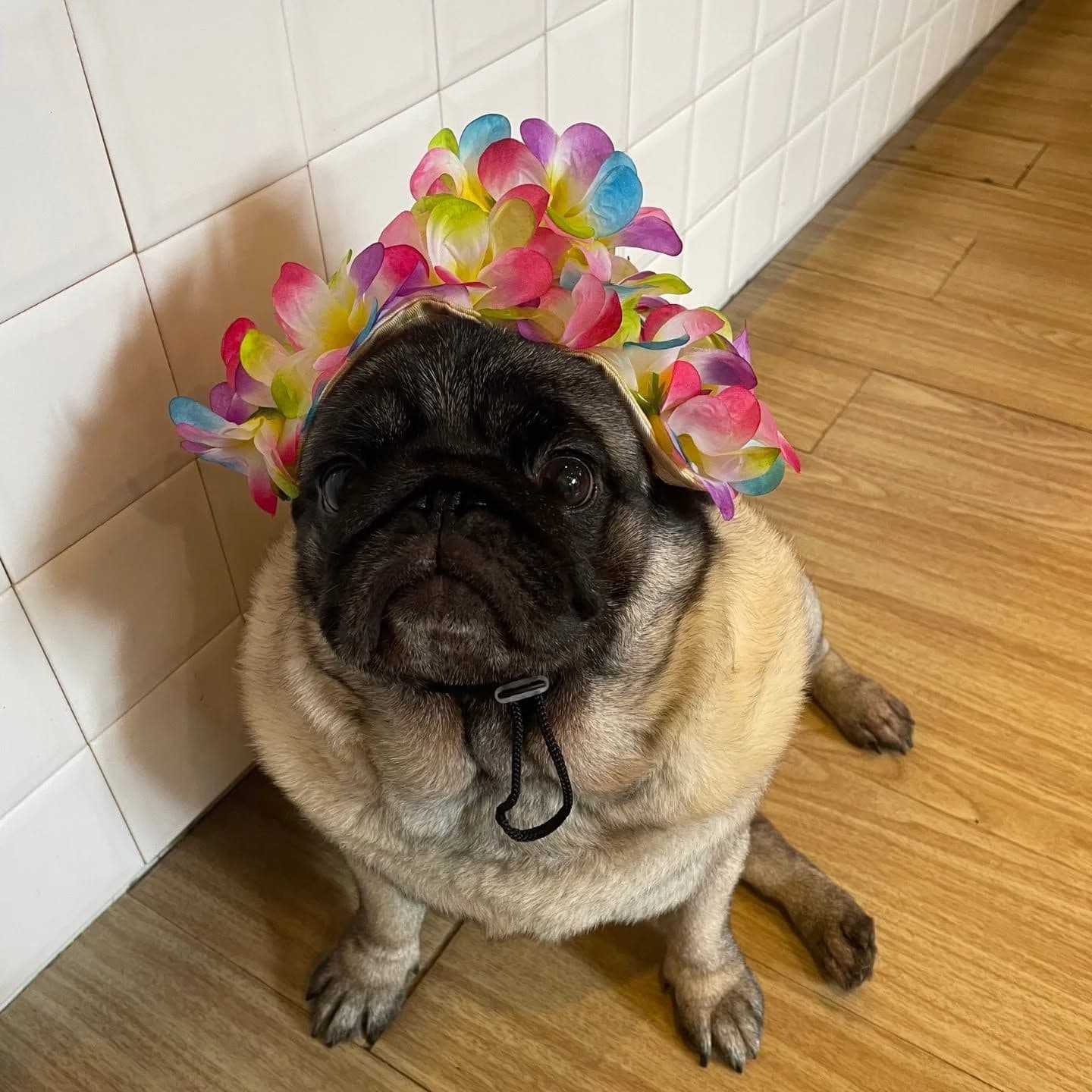 The Wrinkles Pug House image 3