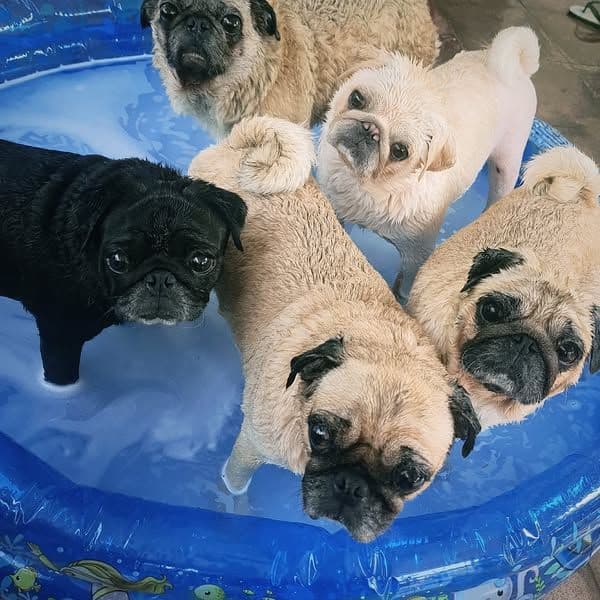 The Wrinkles Pug House image 2