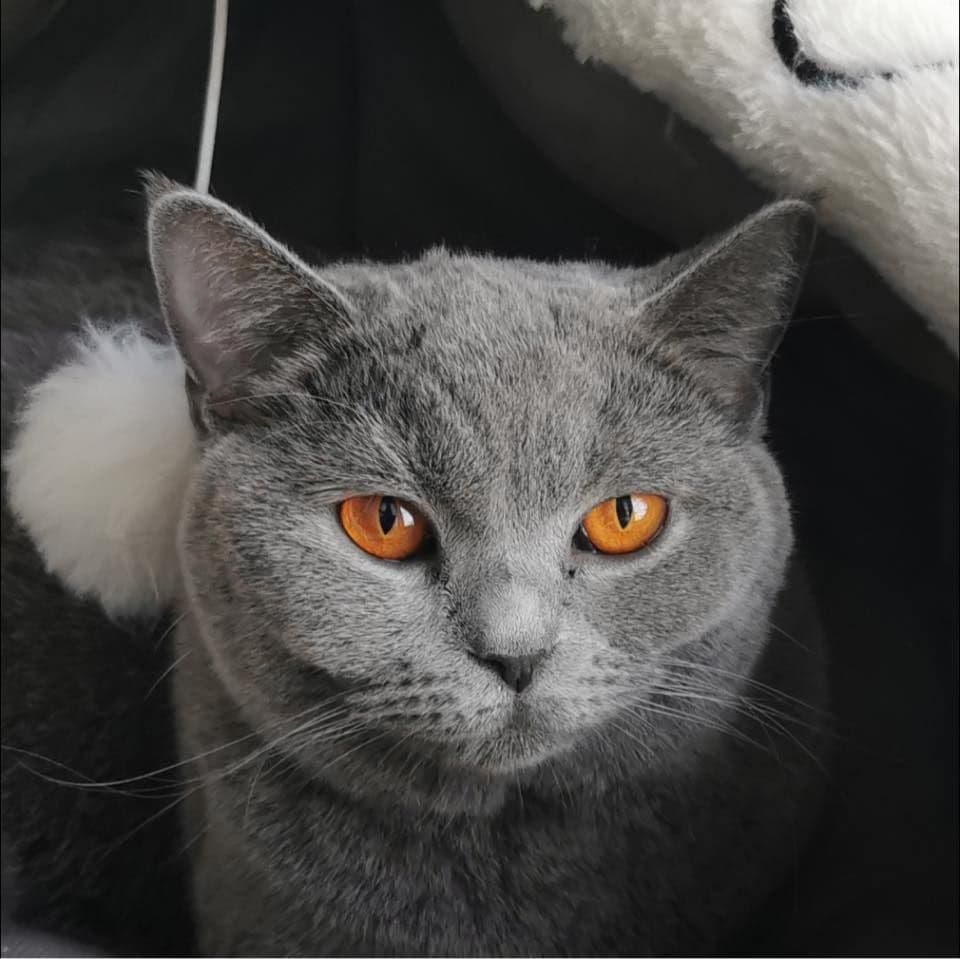 Ratchi & Nana Cattery