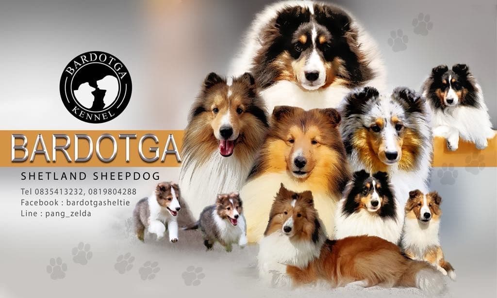 Bardotga Shetland & Mas