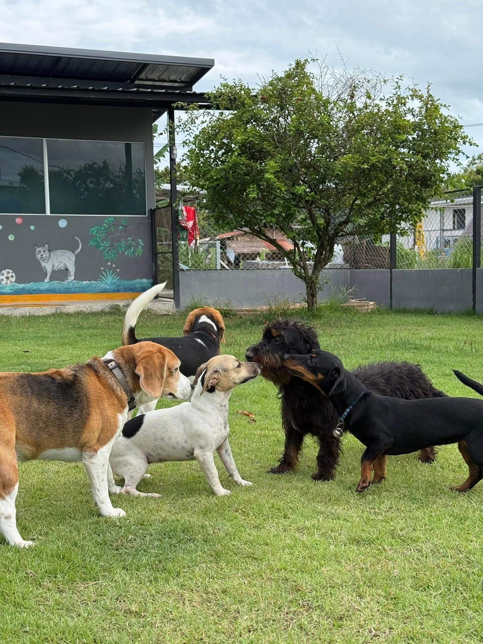 Posh Paws Pet Resort Pattaya gallery 4