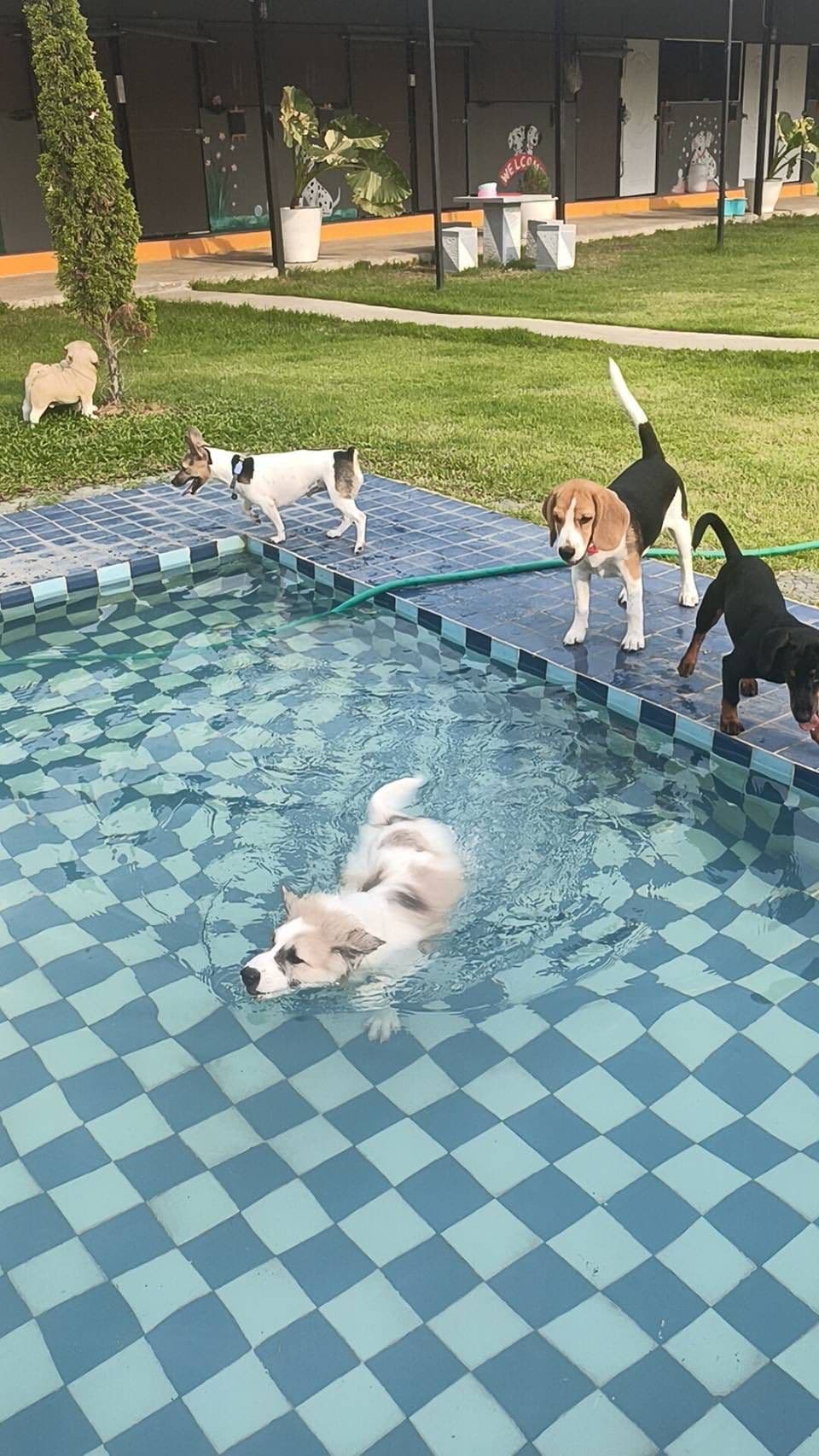 Posh Paws Pet Resort Pattaya image 3