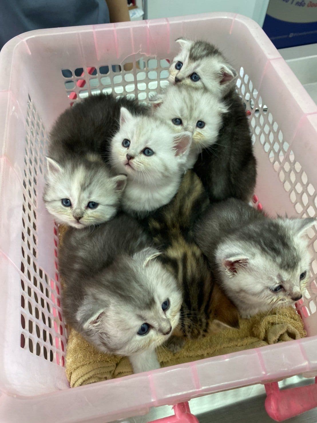 Rangsiyanon Animal Hospital image 3