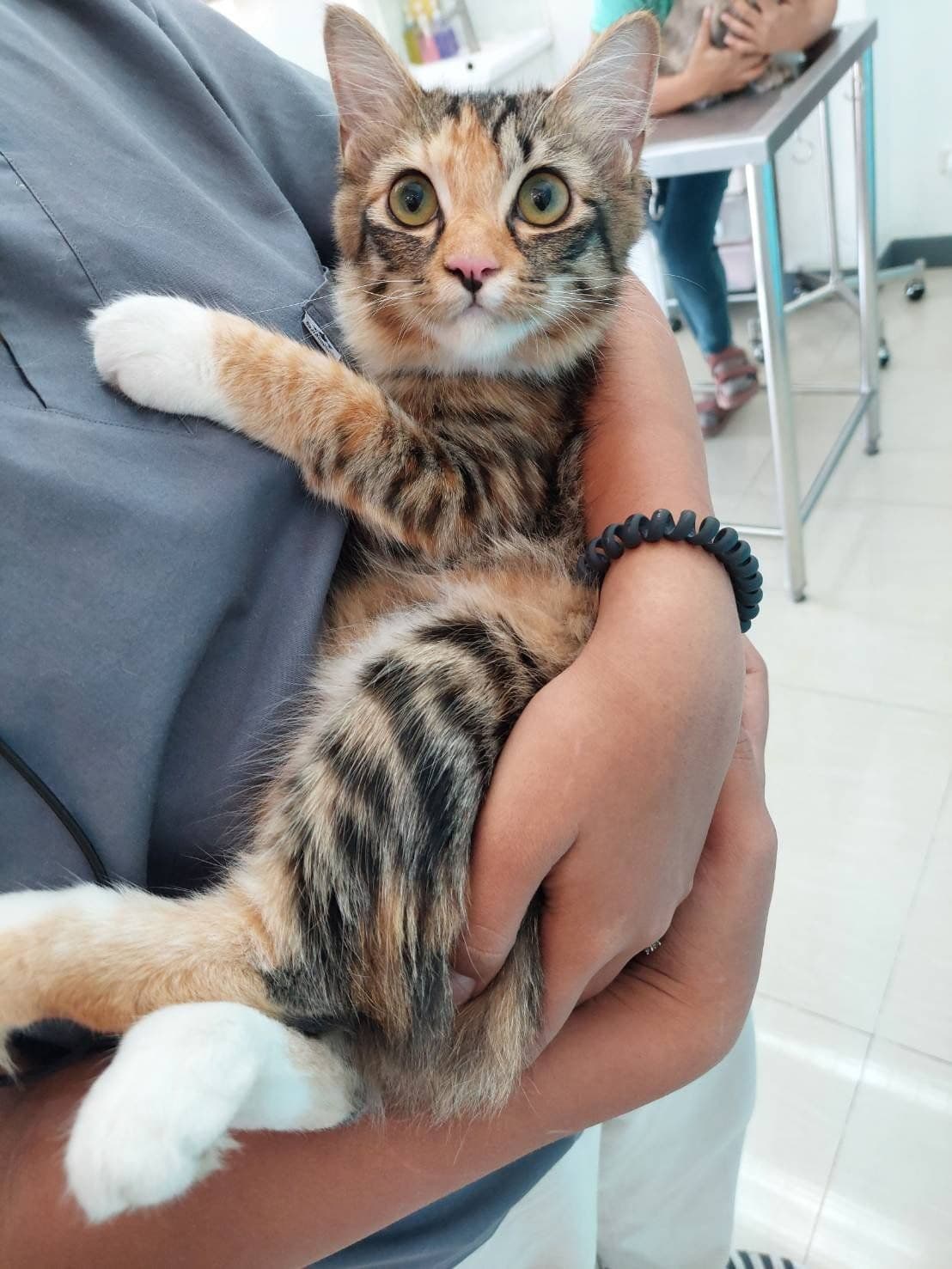 Rangsiyanon Animal Hospital image 2