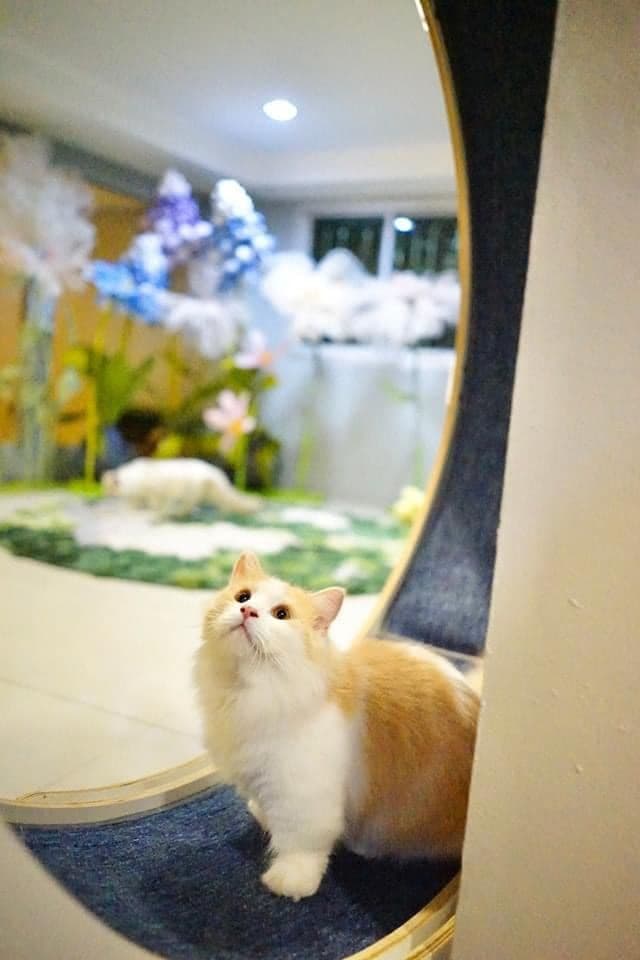 Catnip House Cat Café gallery 9