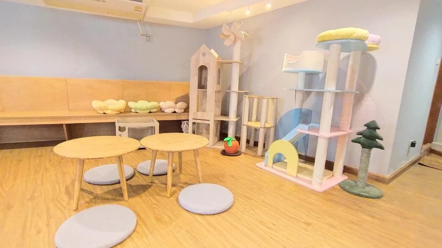 Catnip House Cat Café gallery 7