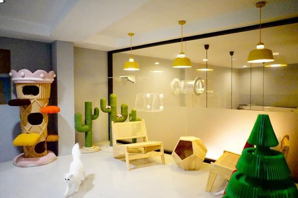 Catnip House Cat Café gallery 6