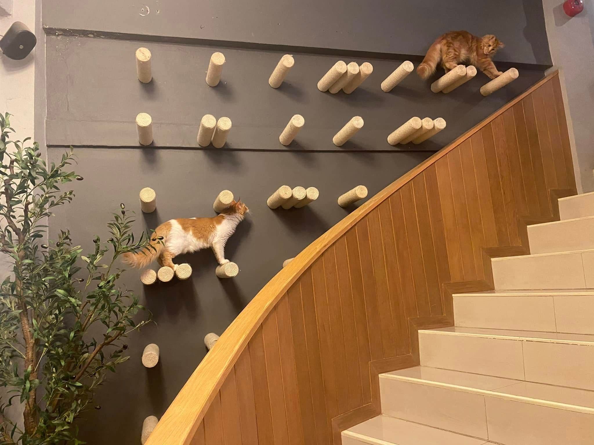 Catnip House Cat Café gallery 8