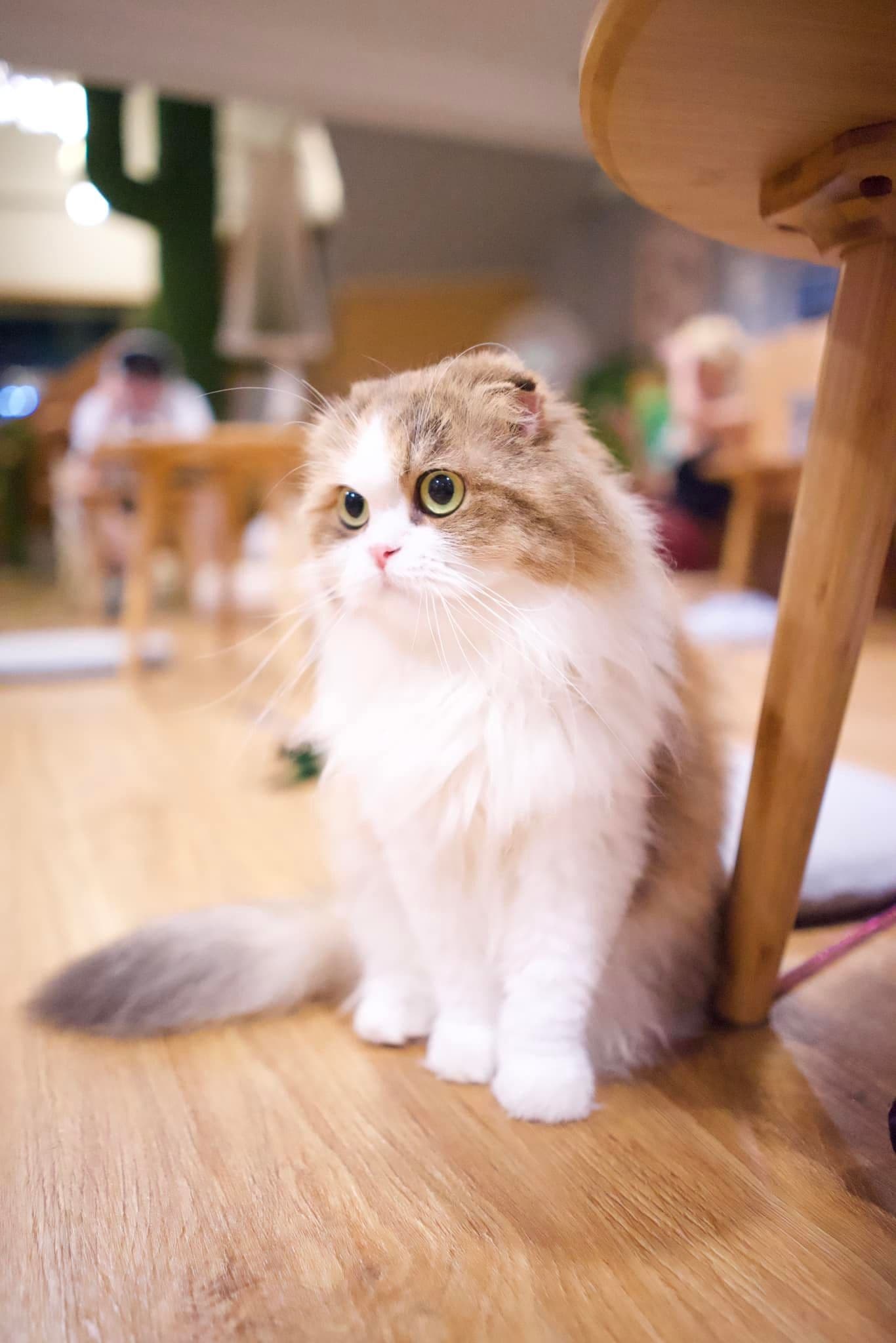 Catnip House Cat Café gallery 5