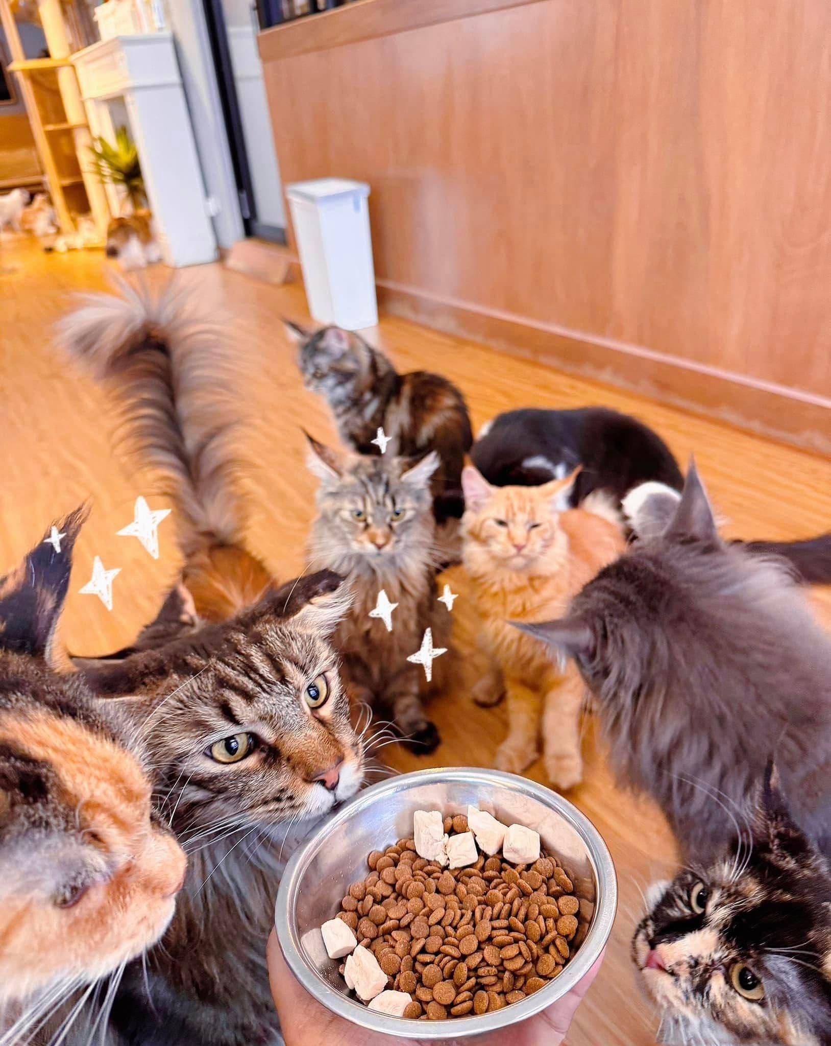 Catnip House Cat Café gallery 10