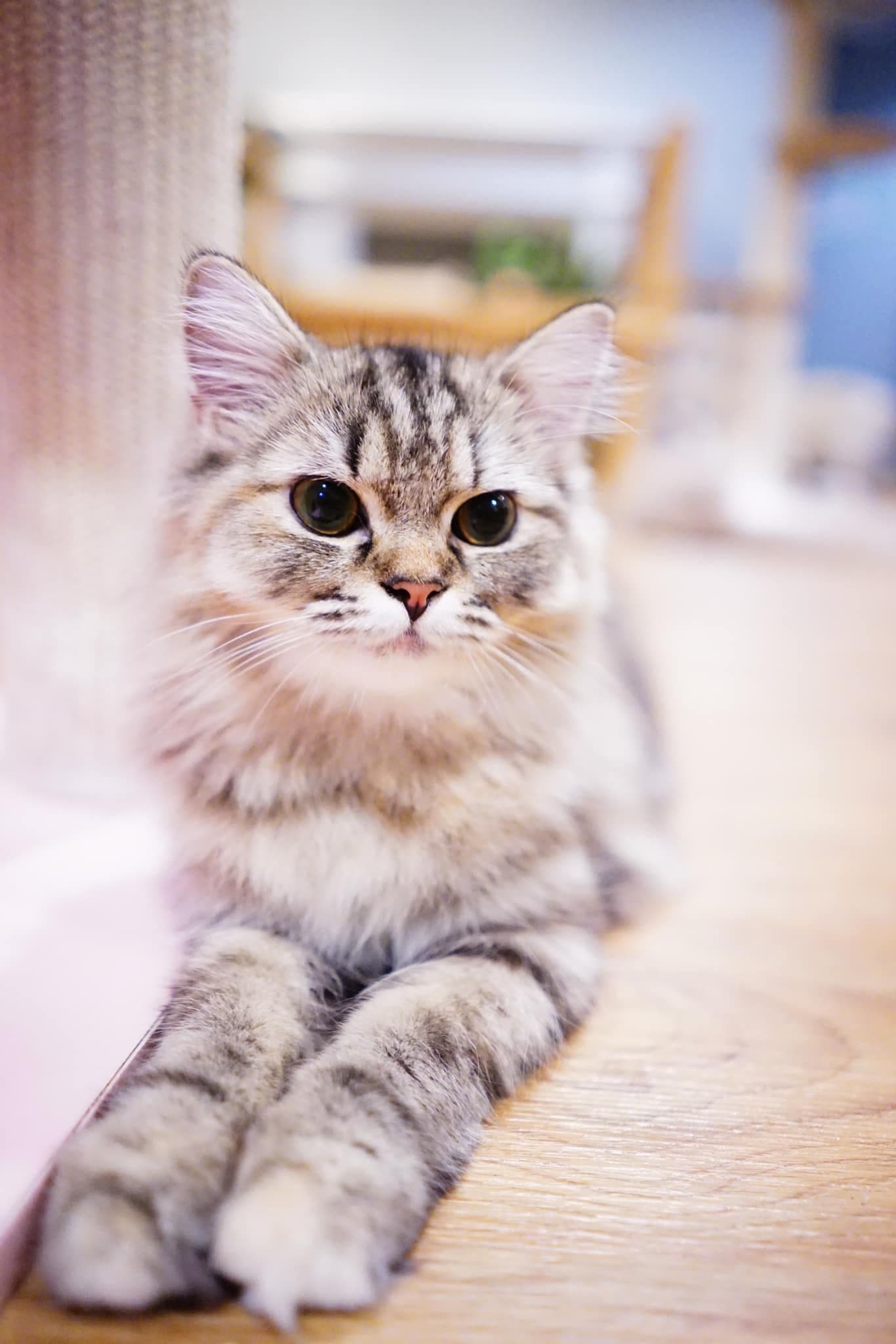 Catnip House Cat Café gallery 4