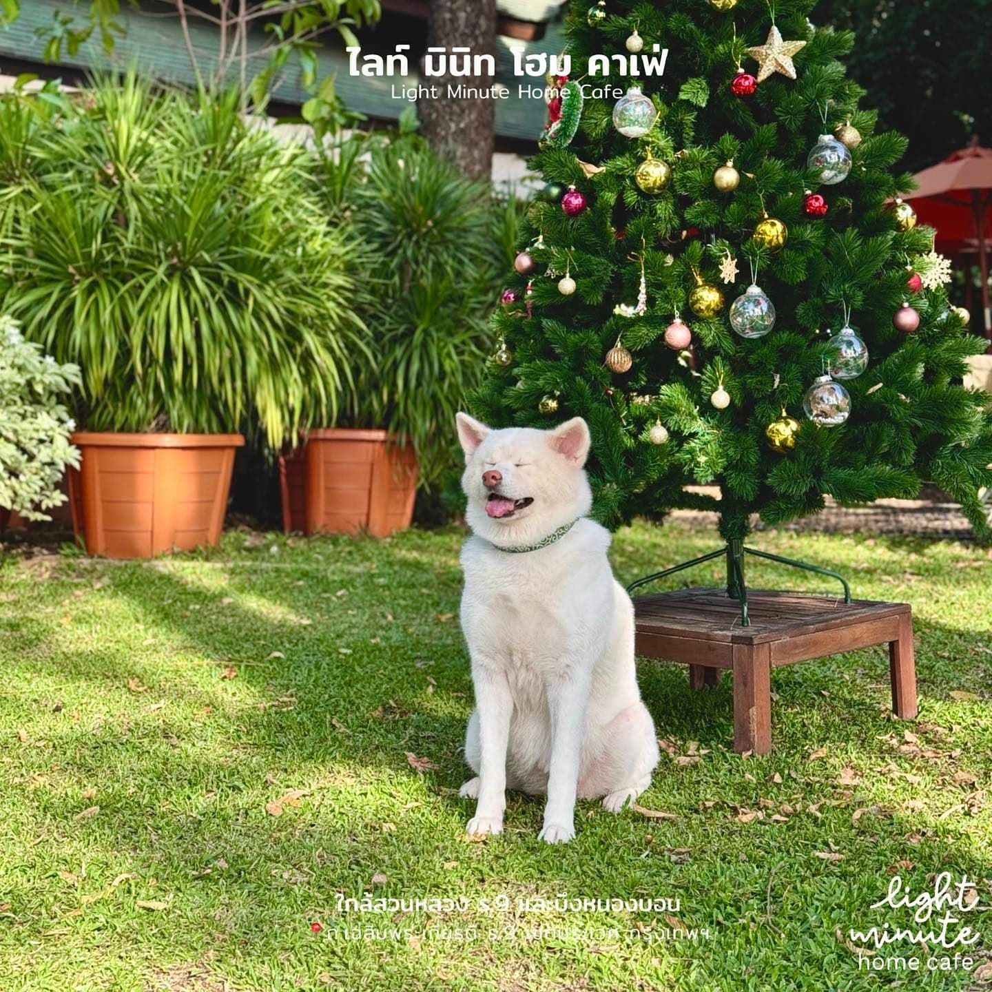 Light Minute Home Cafe gallery 11