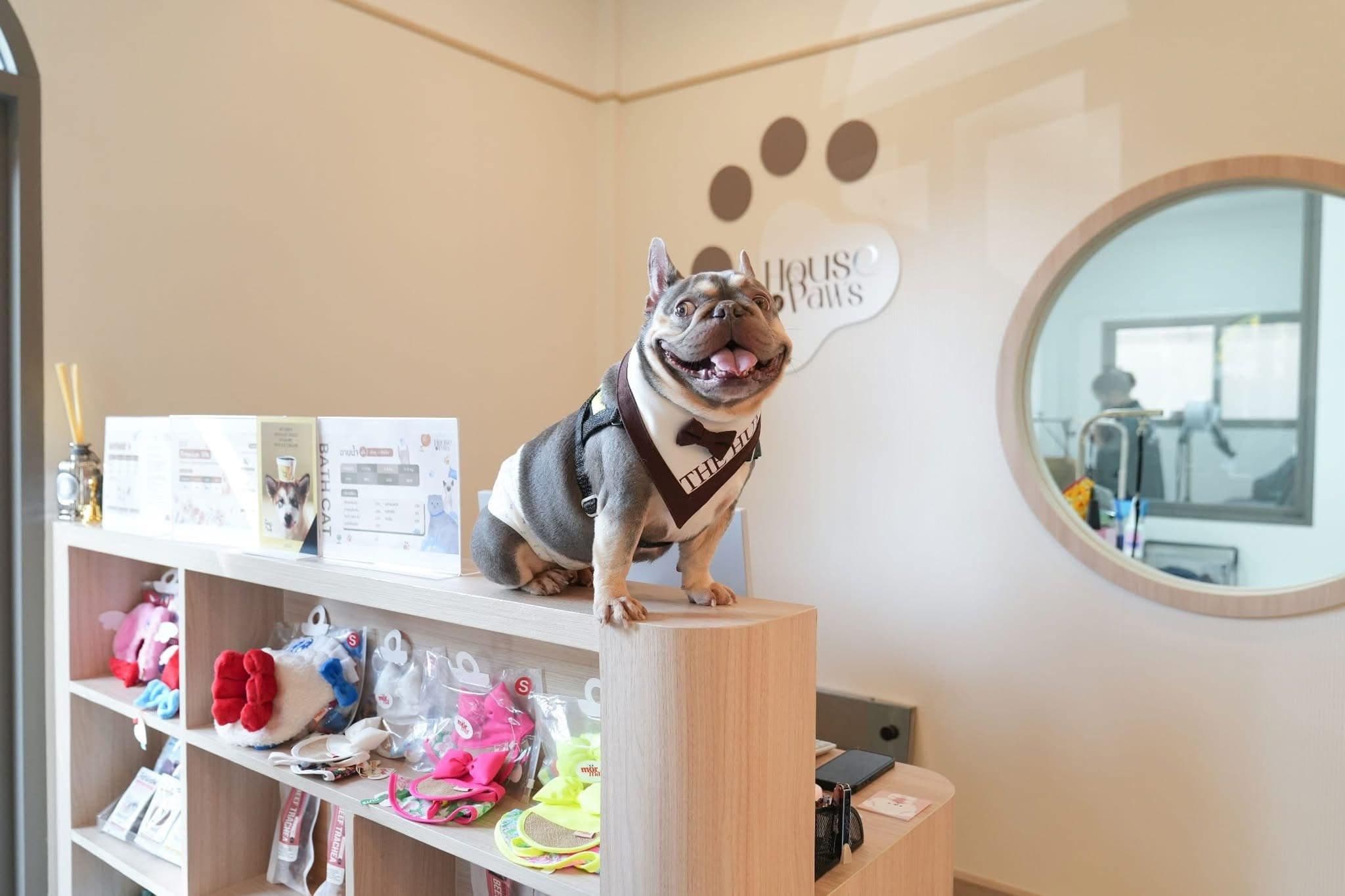 House Of Paws gallery 9