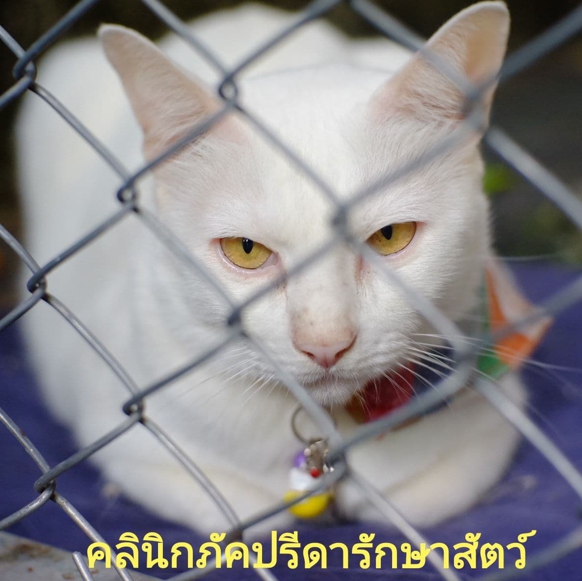 คลินิกภัคปรีดารักษาสัตว์