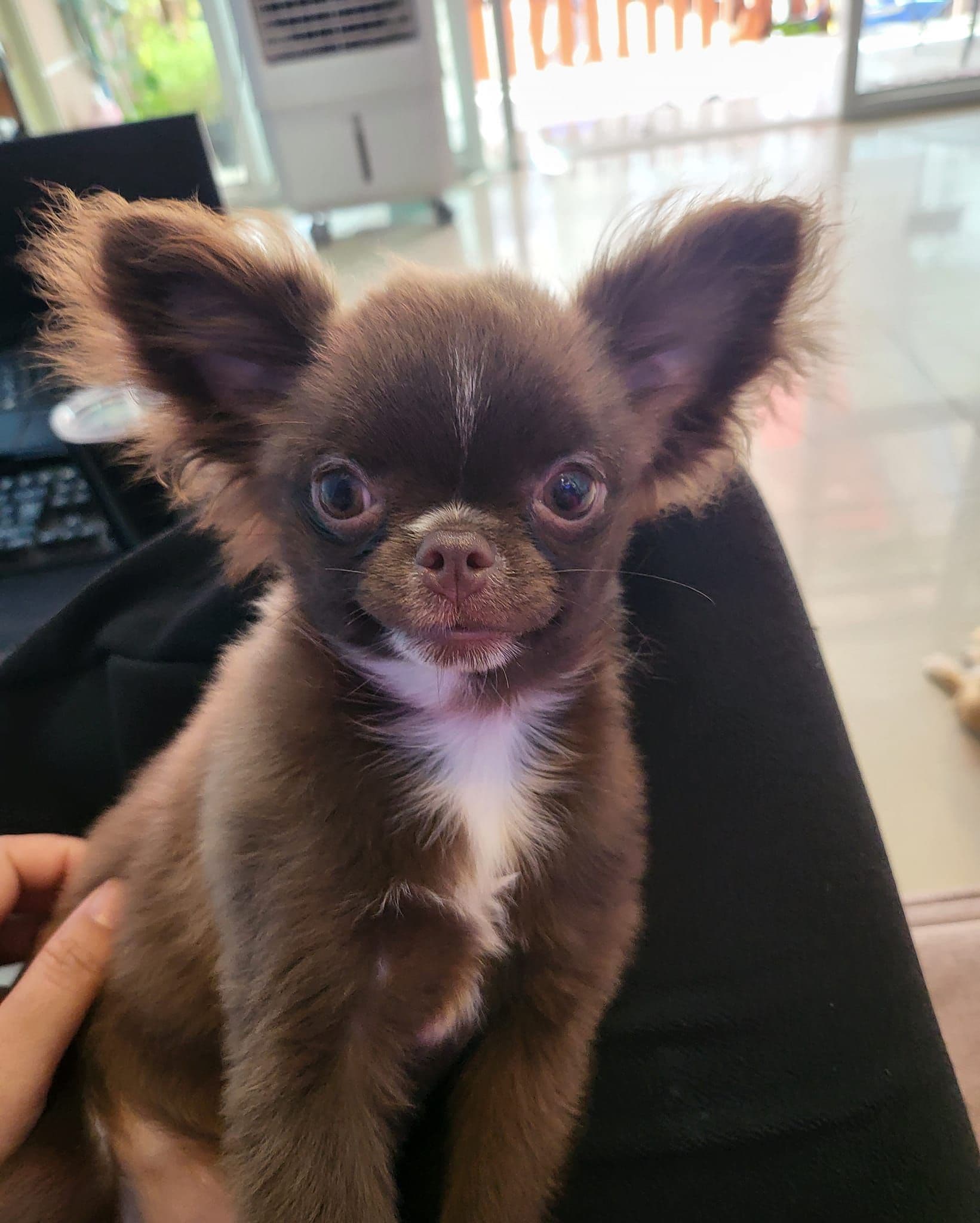 Mb Grooming gallery 4