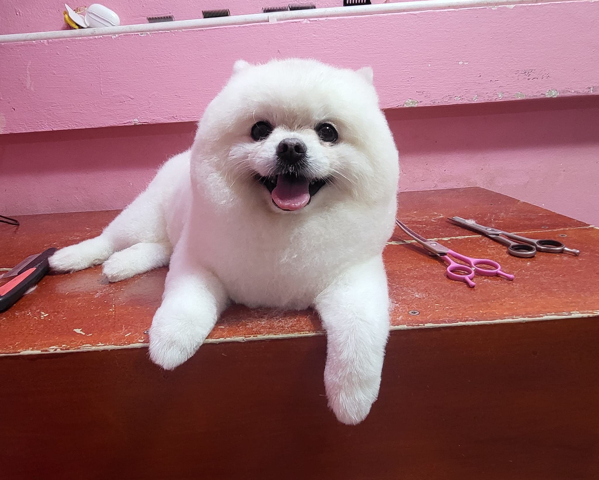 Mb Grooming image 3