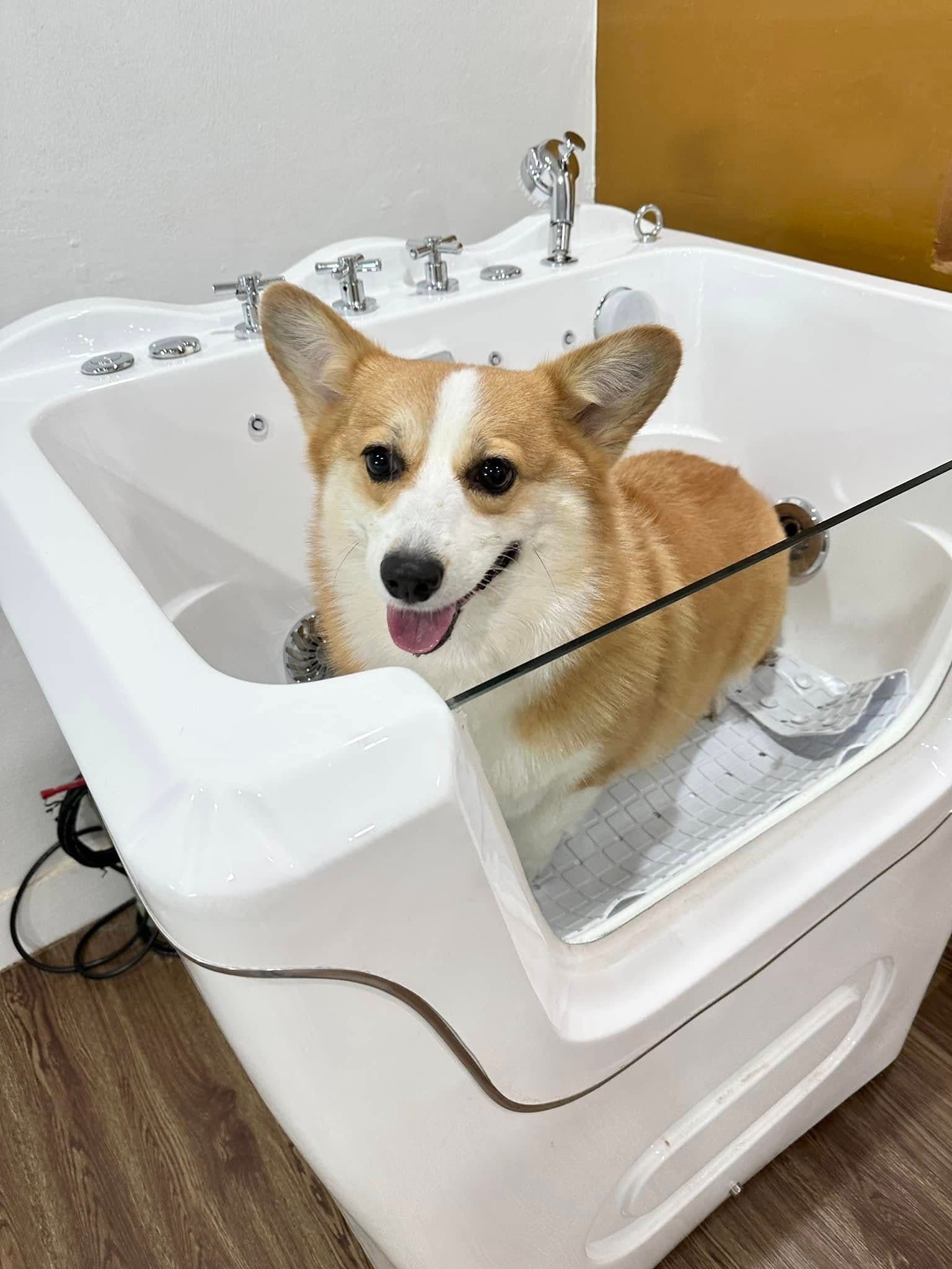 PET CODY gallery 5