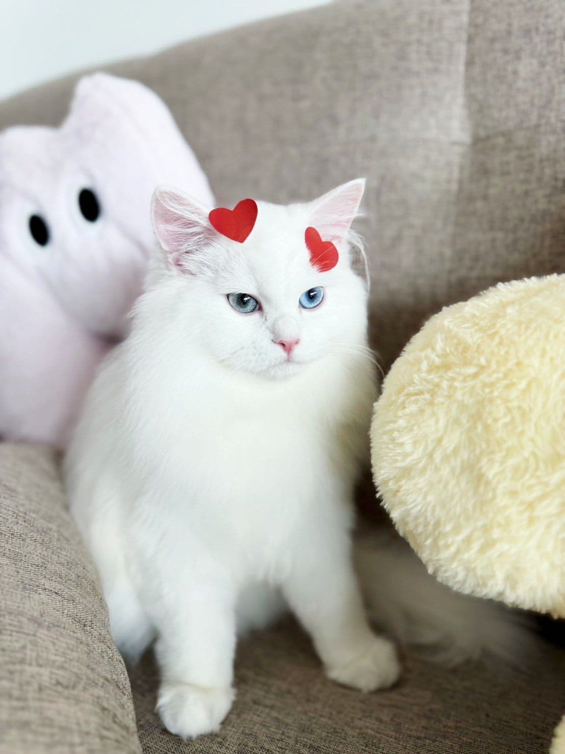 PET CODY gallery 4