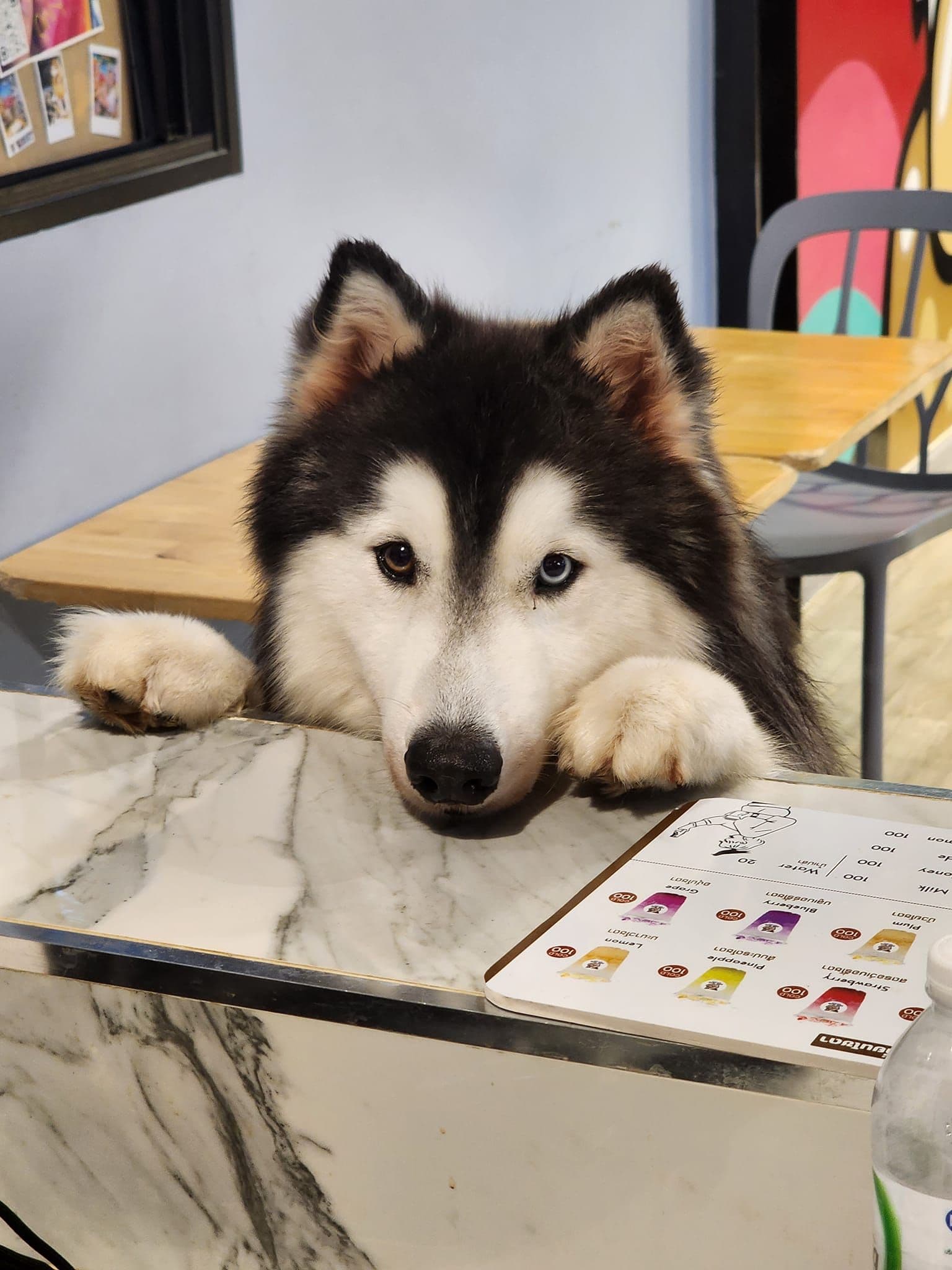 Dog Club Pattaya gallery 5