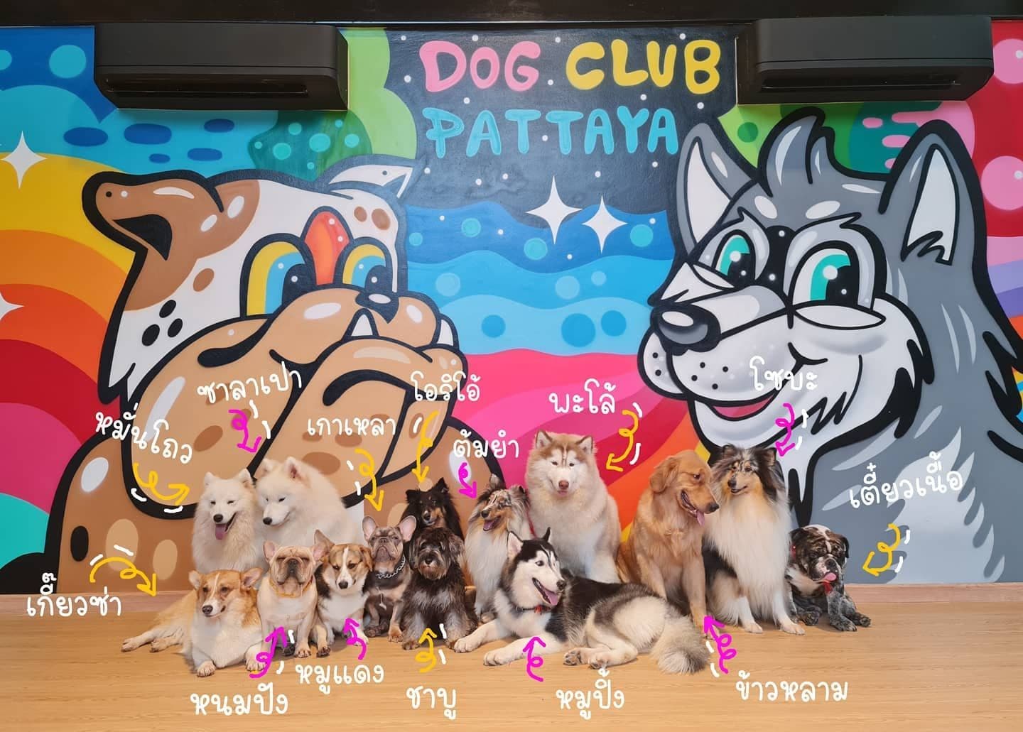 Dog Club Pattaya gallery 4