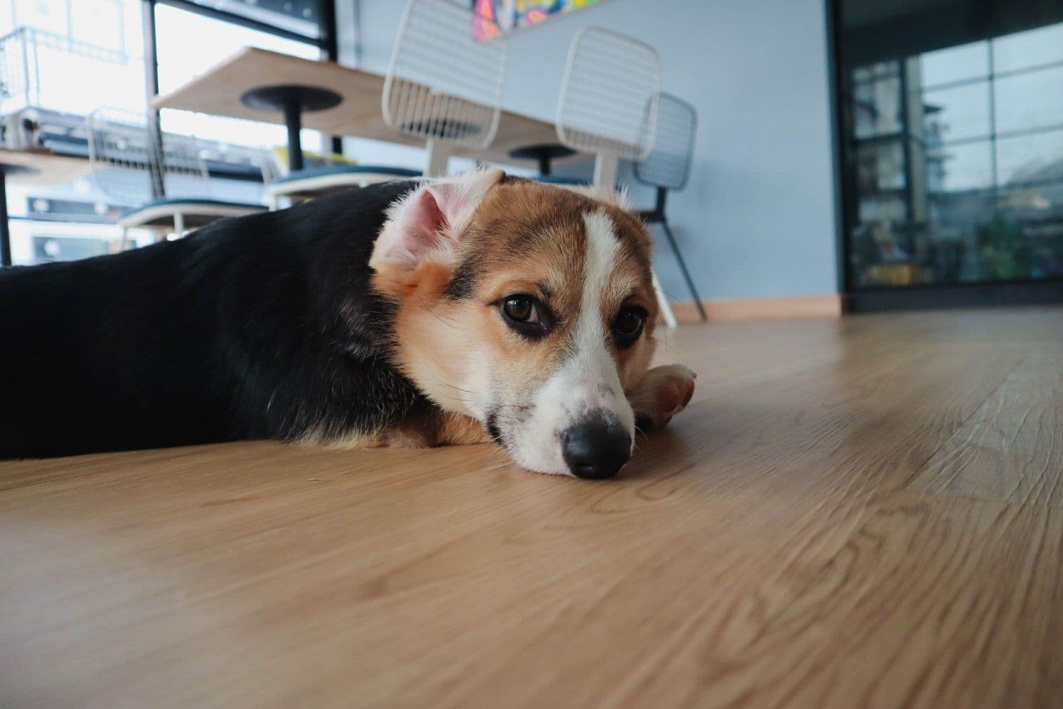 Dog Club Pattaya image 3