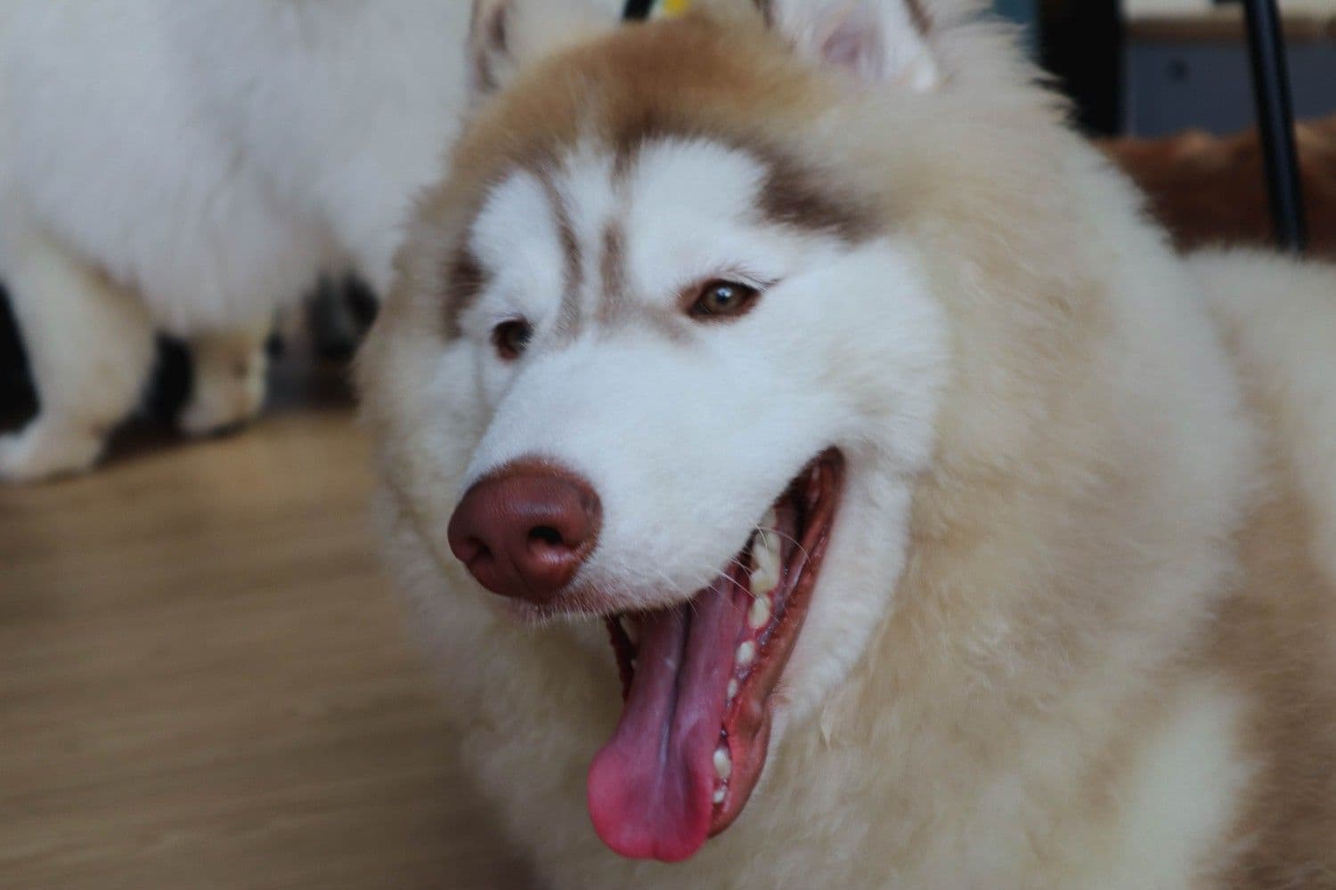 Dog Club Pattaya image 2