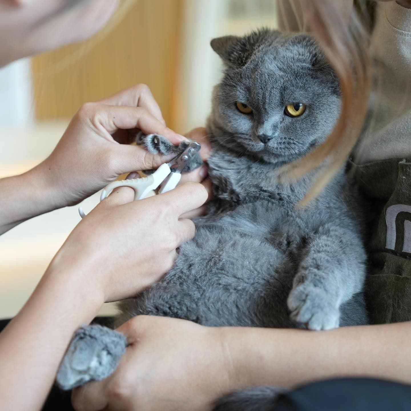 Mali Cat Cafe Bangsaen image 3