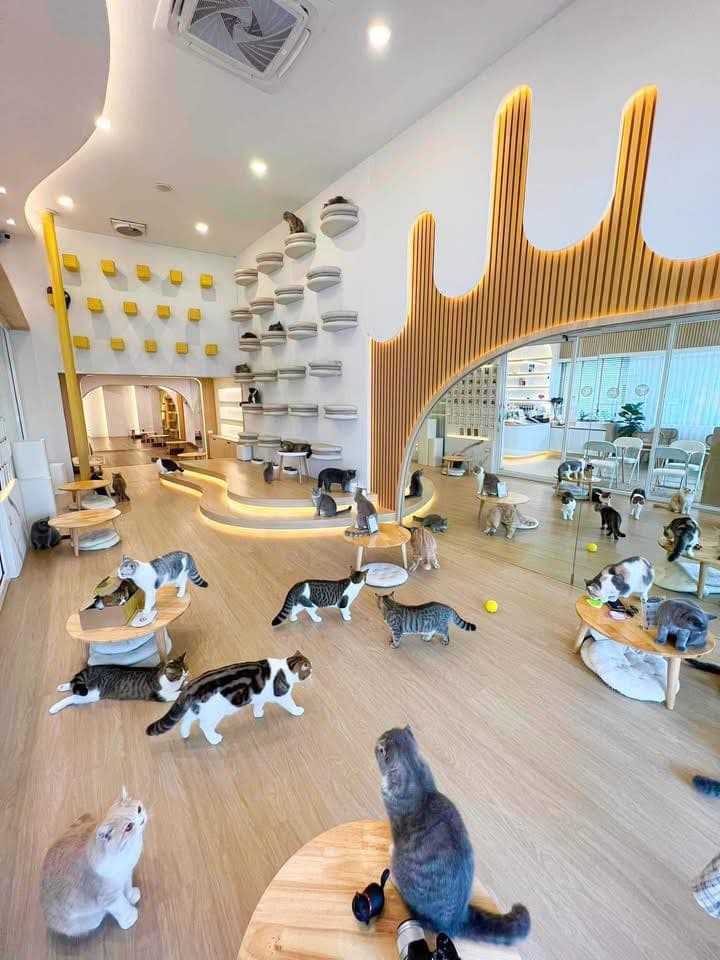 Mali Cat Cafe Bangsaen image 2
