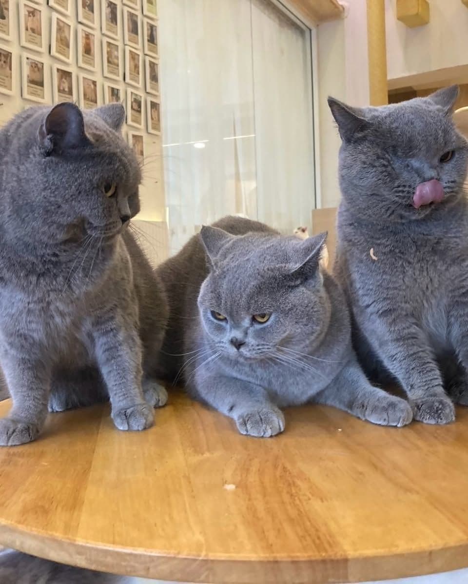 Mali Cat Cafe Bangsaen gallery 4