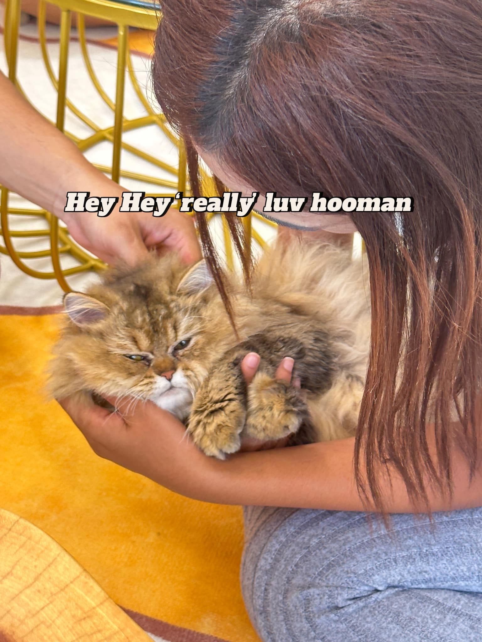 Sunshine cat cafe gallery 6