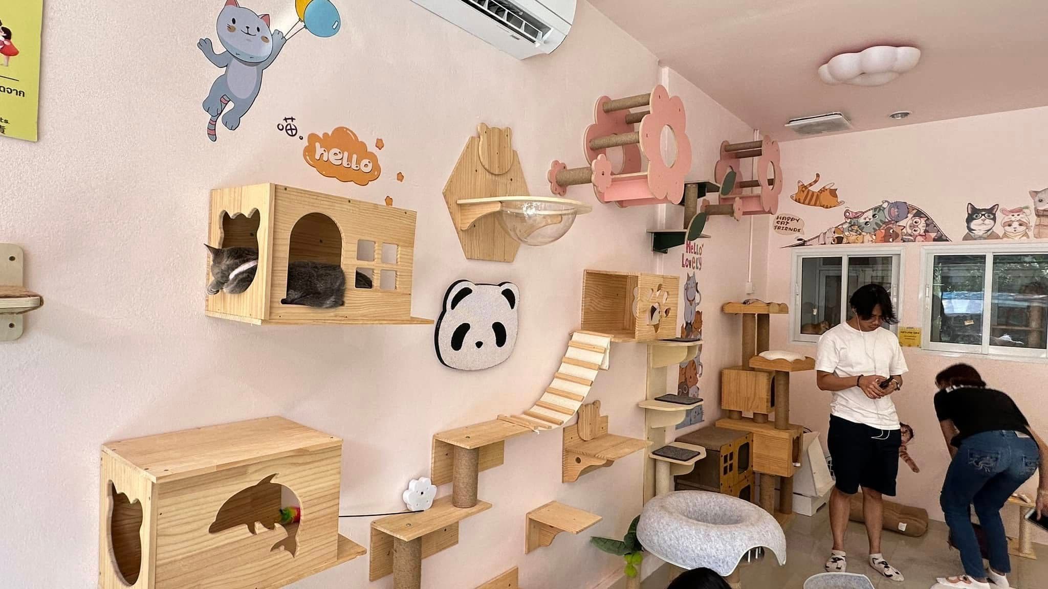 Sunshine cat cafe gallery 5