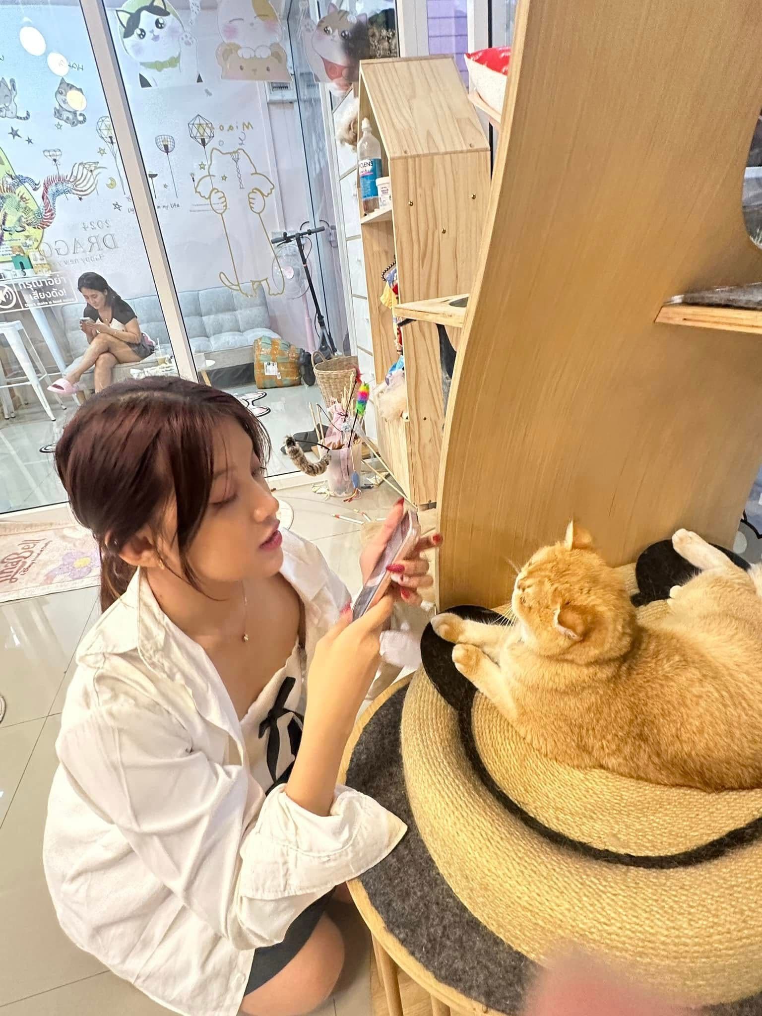 Sunshine cat cafe gallery 4