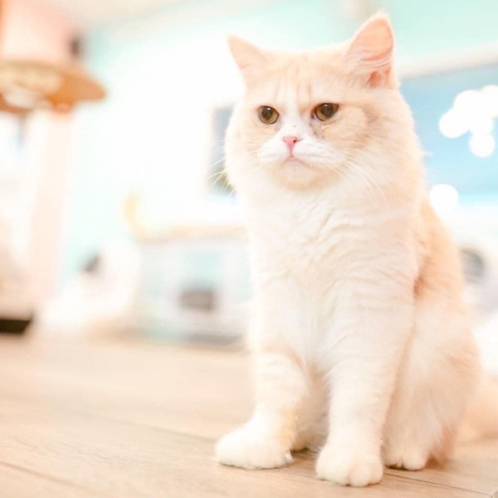 The Pet Castle gallery 4