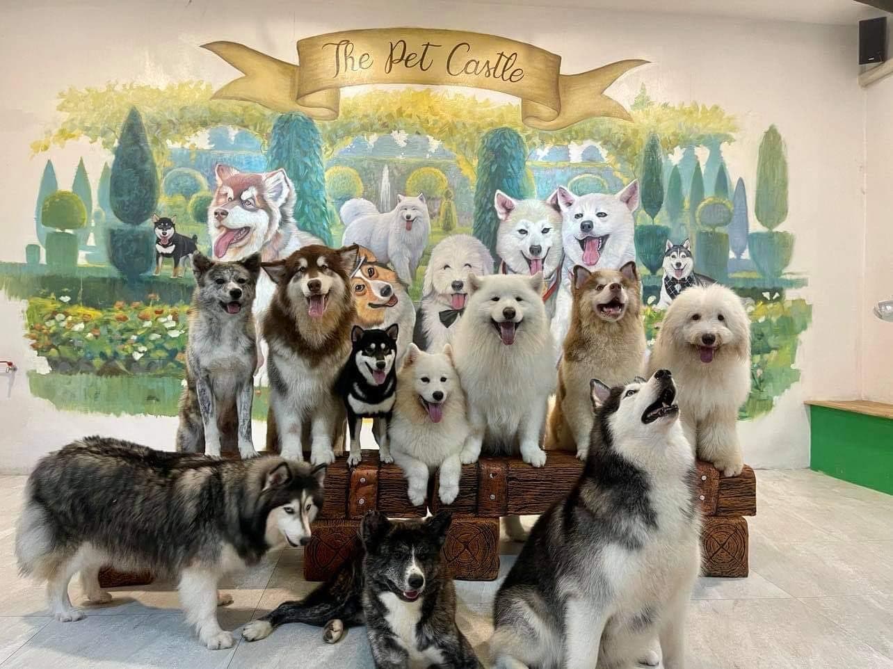 The Pet Castle image 2
