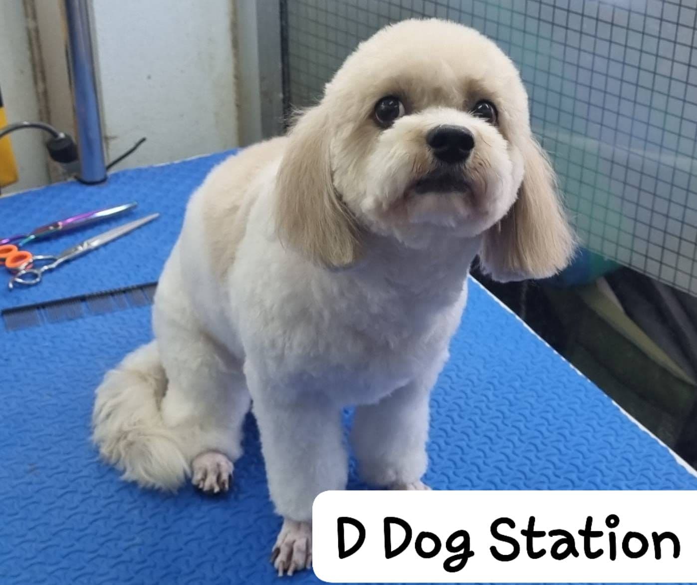 D Dog Station gallery 6