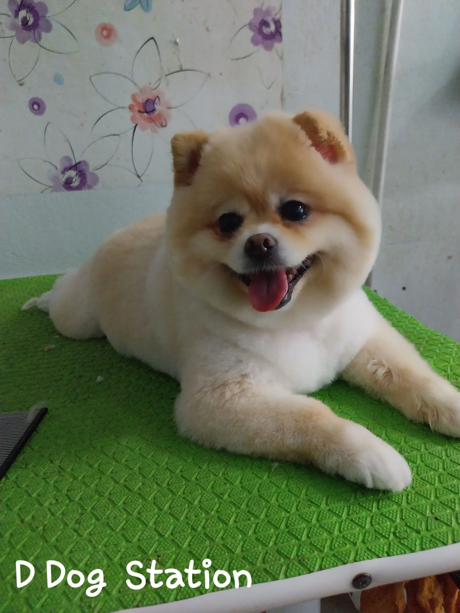 D Dog Station gallery 4