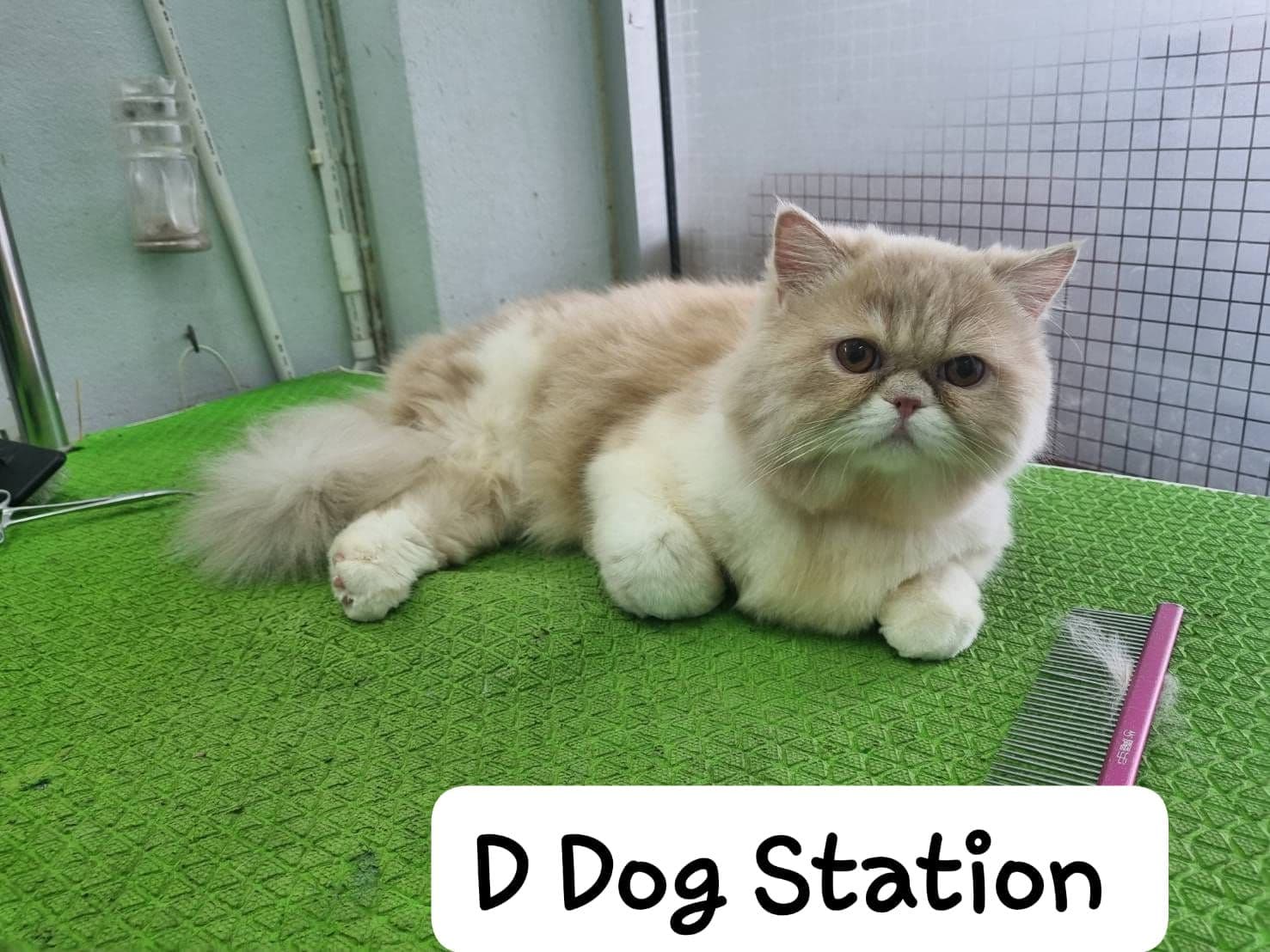 D Dog Station gallery 5