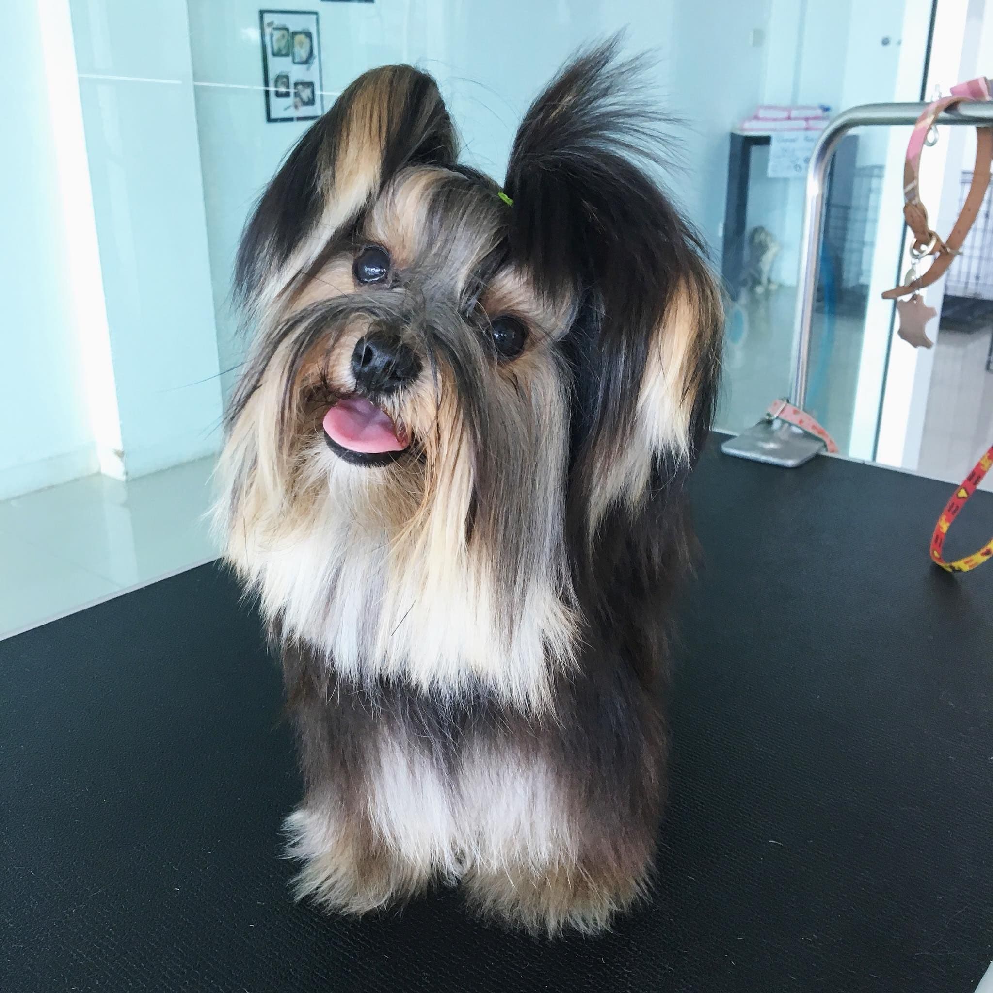 Woof Grooming Pattaya gallery 5