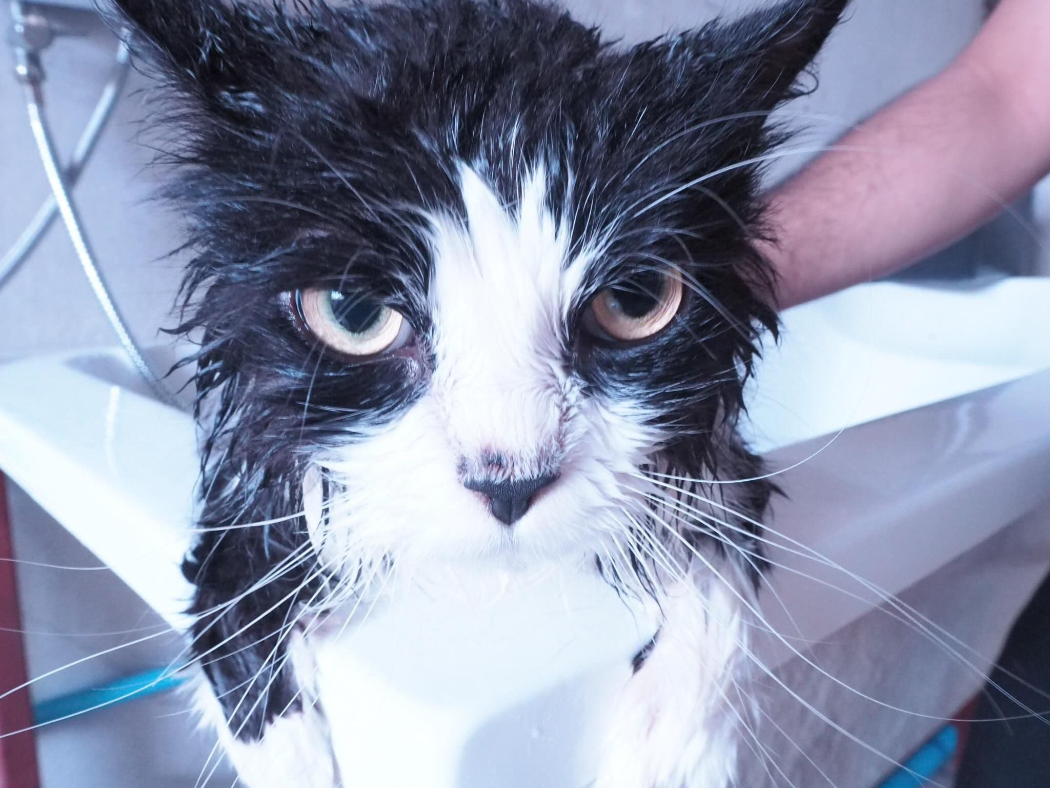 Woof Grooming Pattaya gallery 4