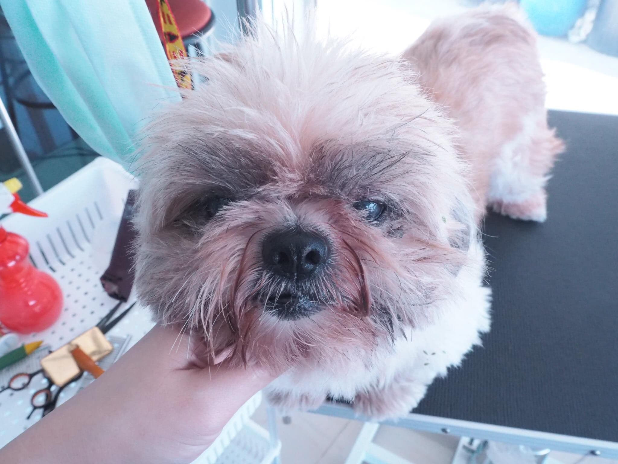 Woof Grooming Pattaya image 3