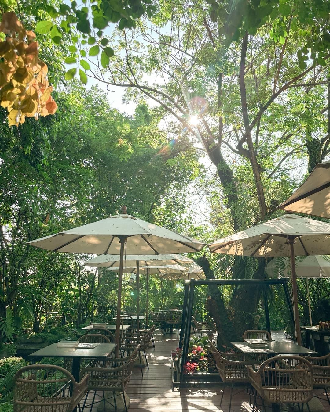 รีวิว Foreste โดย LOOK LOOK