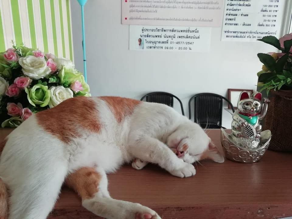 เพ็ทอนันต์สัตวแพทย์